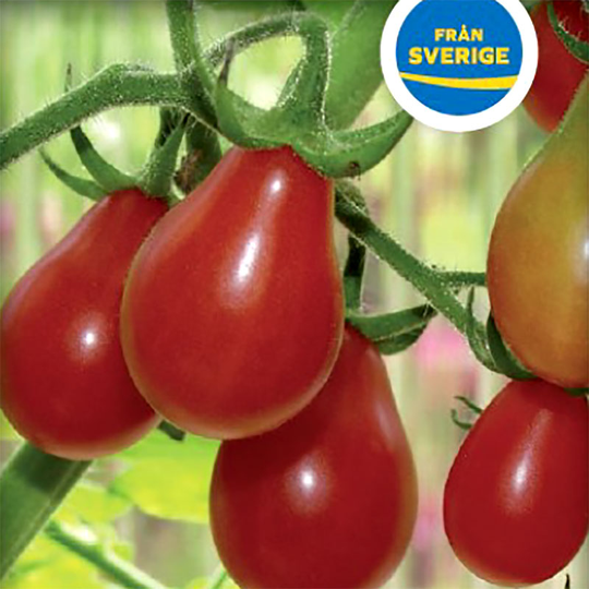 Tomatplanta Pärontomat 'Roma'
