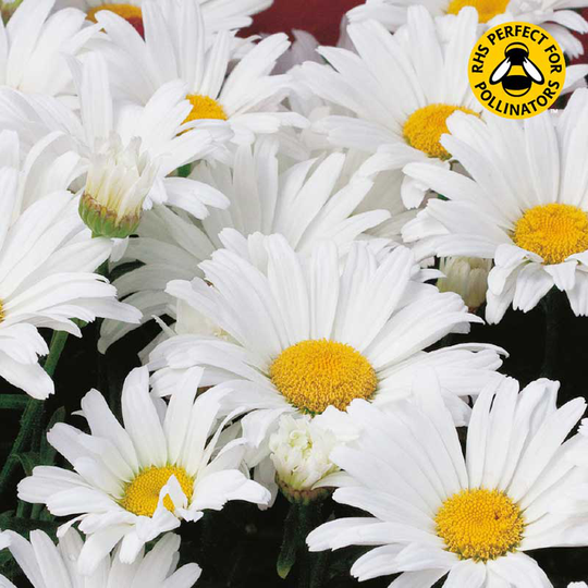 Prästkrage 'White Breeze'