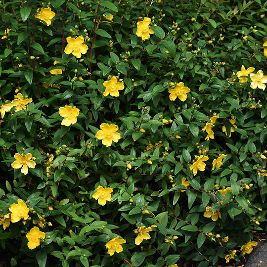 Vinterhyperikum 'Hidcote', 30-50 cm 10-pack