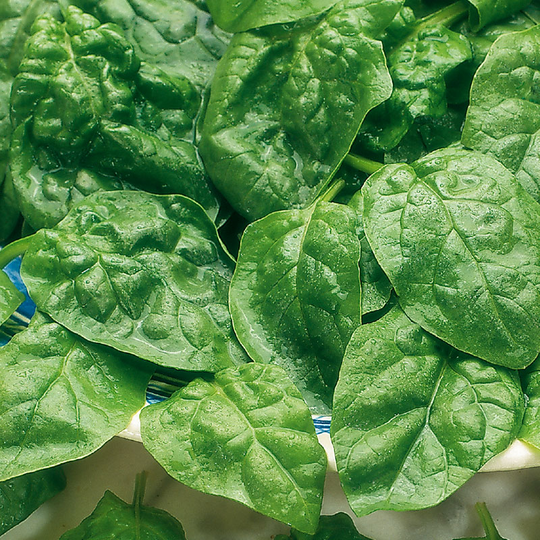 Spenat 'Samish' F1
