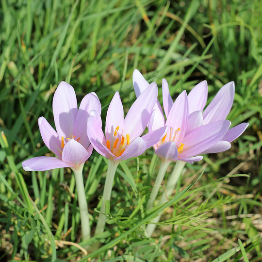 Krokus Salzmannii