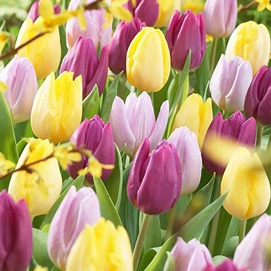 Tutti-Frutti, tulpanmix