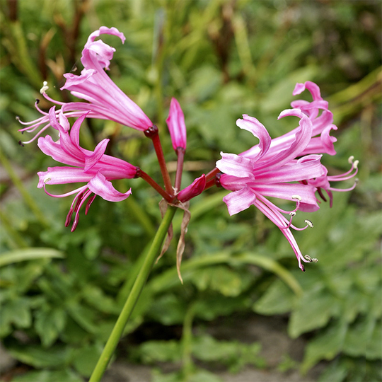 Nerine