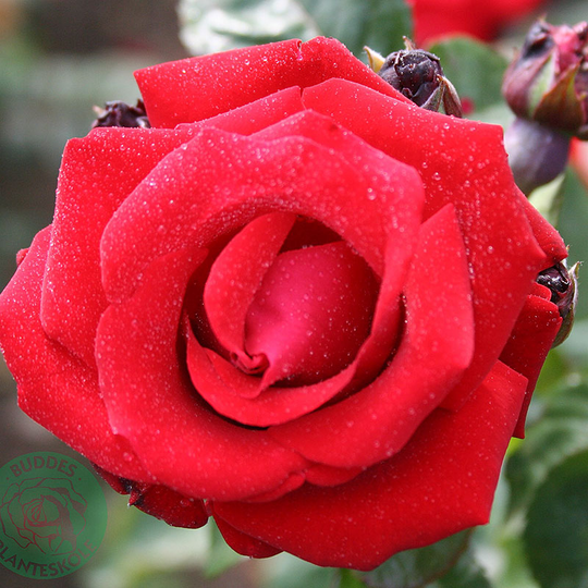 Ros 'Santana '