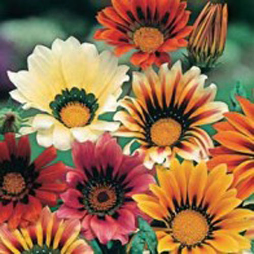 Påfågelsblomster 'Sunshine', mix