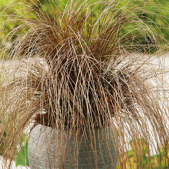 Bronsstarr 'Bronze'