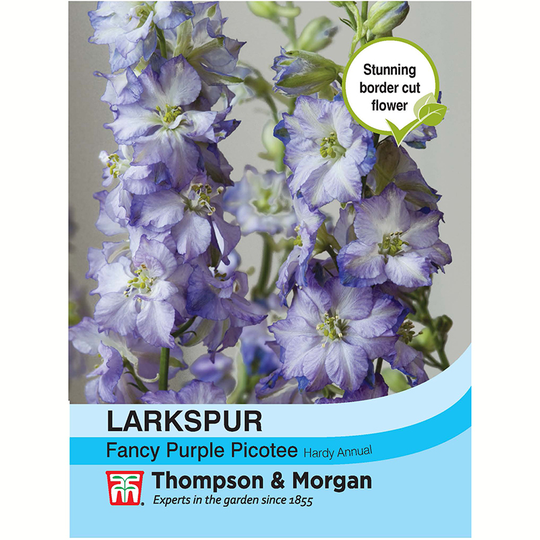 Romersk Riddarsporre 'Fancy Purple Picotee'