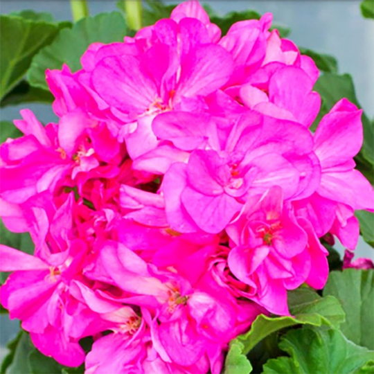Zonalpelargon 'Purple Pat'