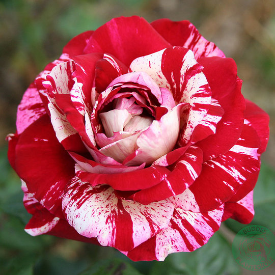 Ros 'Julio Iglesias'