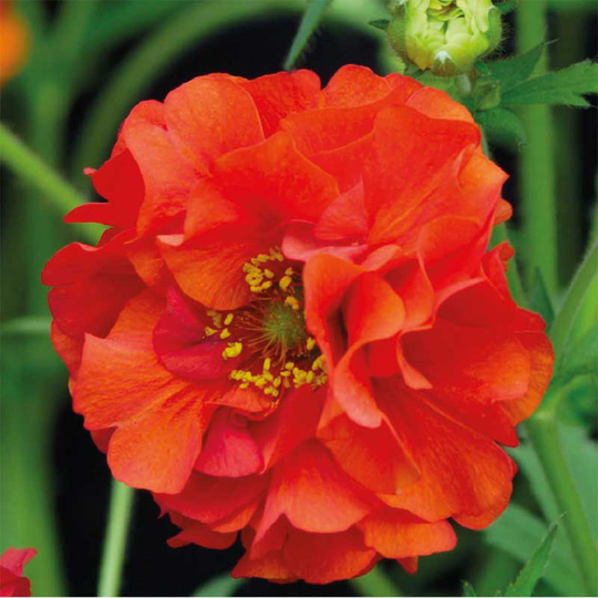 Praktnejlikrot 'Red Dragon'