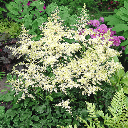 Astilbe vit 'Brautenscheleier' , 3-pack