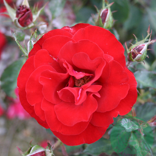 Ros 'H.C. Andersen', 4L