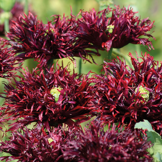 Vallmo 'Black Swan'