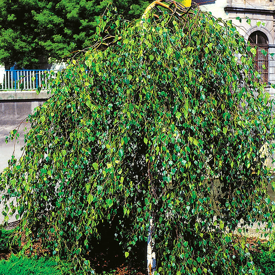 Tårbjörk, Betula pendula 'Youngii'