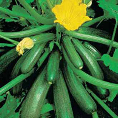 Squash 'Tuscany' F1
