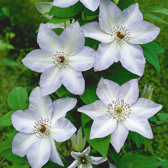 Klematis 'Ivan Olsson'