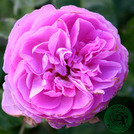 Ros 'Louise Odier'