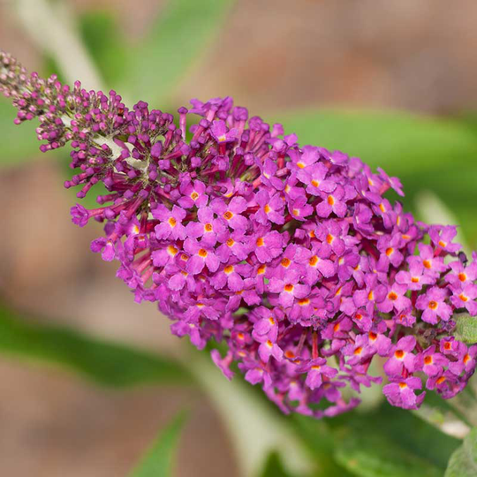 Syrenbuddleja/Fjärilsbuske 'Miss Ruby', 1-pack