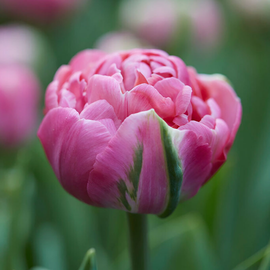 Tulpan 'Amazing Grace'
