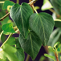 Murgröna 'Natasja'