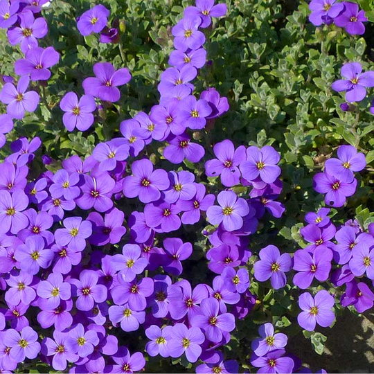 Aubrieta 'Blaumeise', 6-pack
