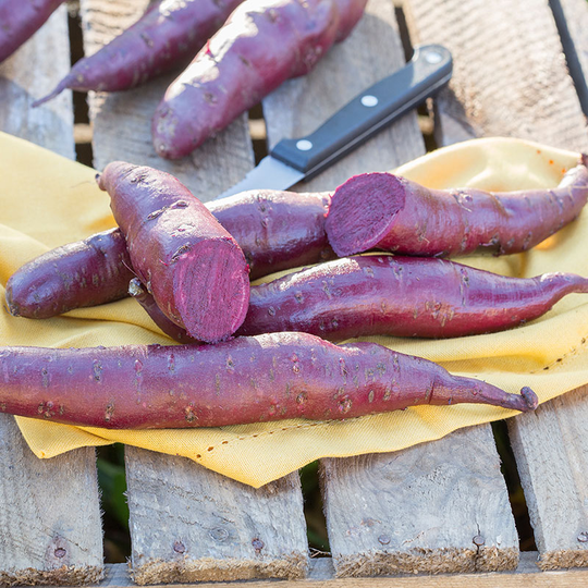 Sötpotatis 'Erato Violet', ekologisk 3-pack