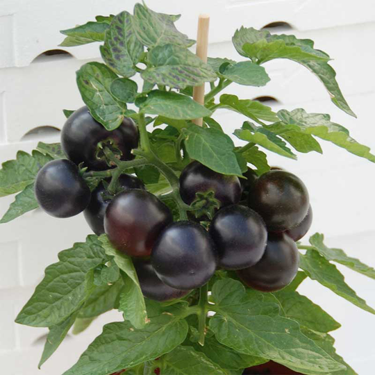 Dvärgbusktomat 'Purpleboy' F1