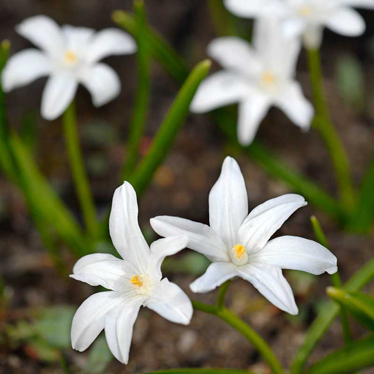 Stor vårstjärna ’Alba’