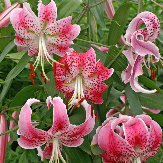 Praktlilja ’Rubrum’