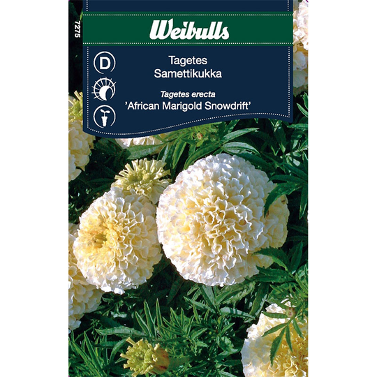 Stor tagetes 'Snowdrift'