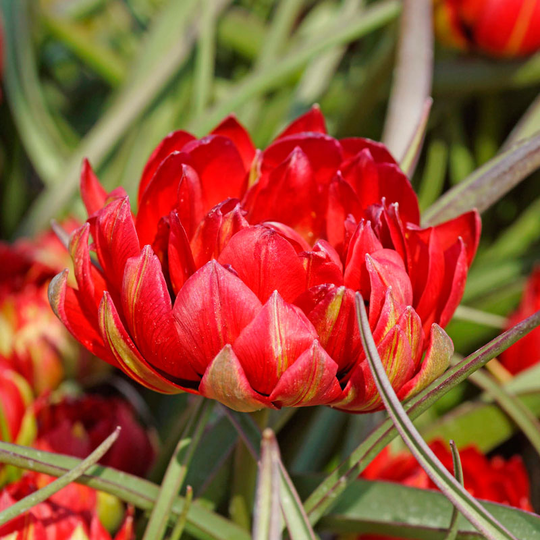 Violtulpan ’Samantha’