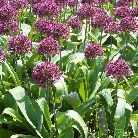 Allium ’Ostara’