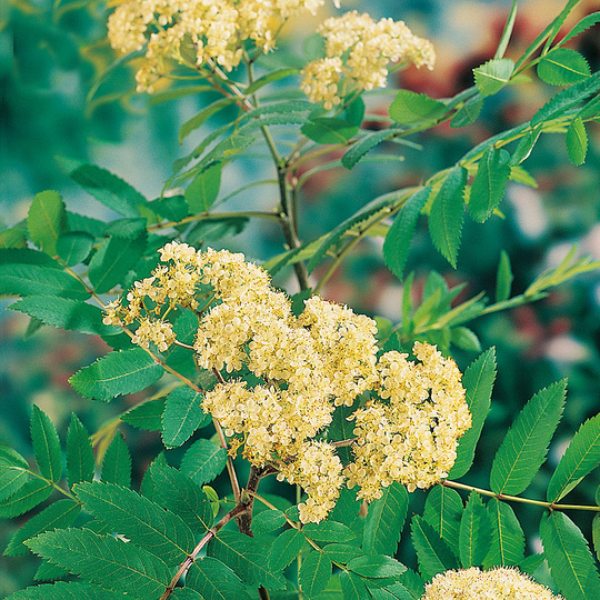 Rönn, Sorbus aucuparia