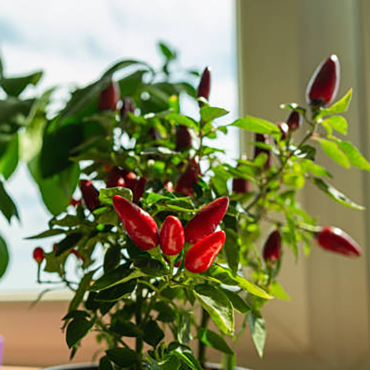 Chiliplanta Chilipeppar 'Atomic'