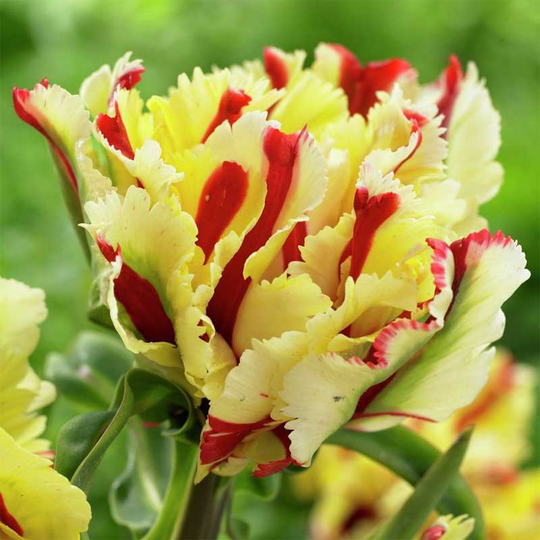 Papegojtulpan 'Double Flaming Parrot'