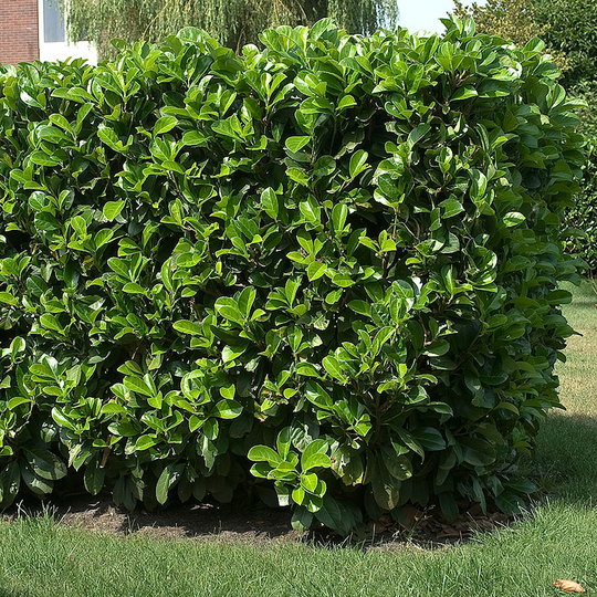 Lagerhägg 'Etna'