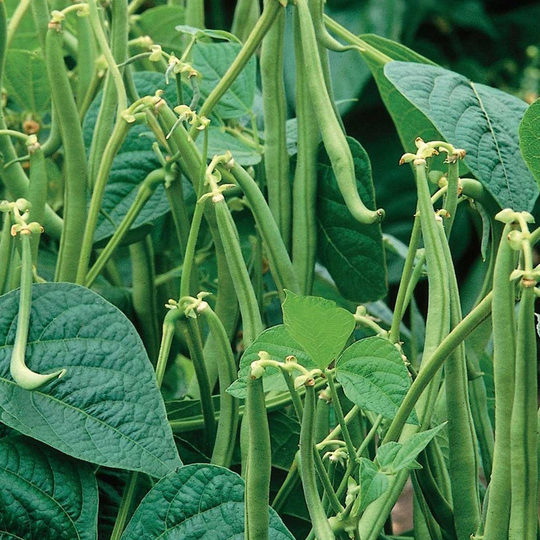Brytböna 'Maxi'