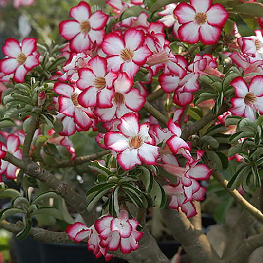 Ökenros, Adenium obesum mix