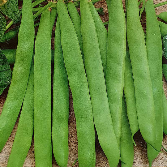 Böna 'Dulcina'