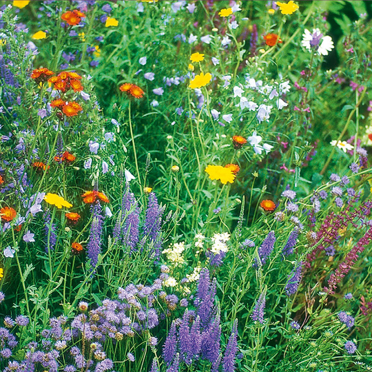 Blomsteräng mix / sol