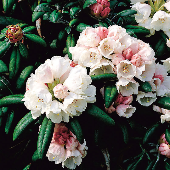 Rhododendron 'Koichiro Wada'