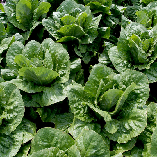 Sallatsmix ’Bertolt’ och ’Galba’, såband