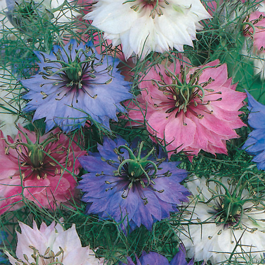 Jungfrun i det gröna 'Persian Jewels'