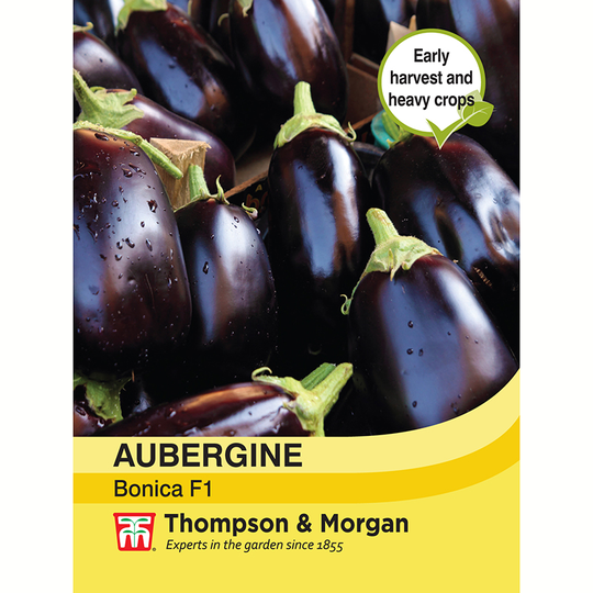 Aubergine 'Bonica' F1