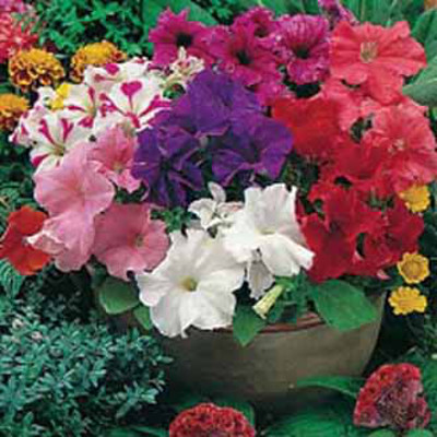 Petunia 'Special Grandiflora Mixed'