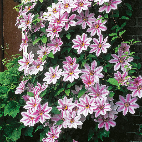 Klematis 'Nelly Moser'