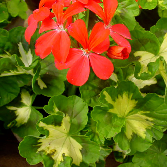 Zonalpelargon 'Happy Thought Red'