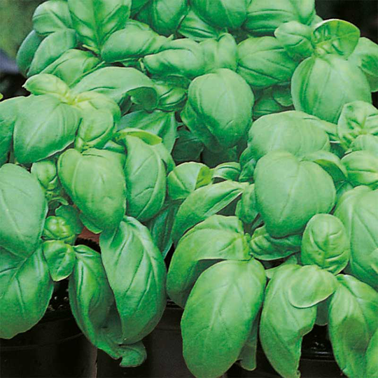 Basilika 'Sweet'