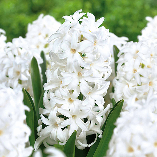 Hyacint ’Carneige’, julblommande