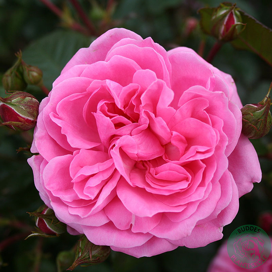 Ros 'Berleburg'